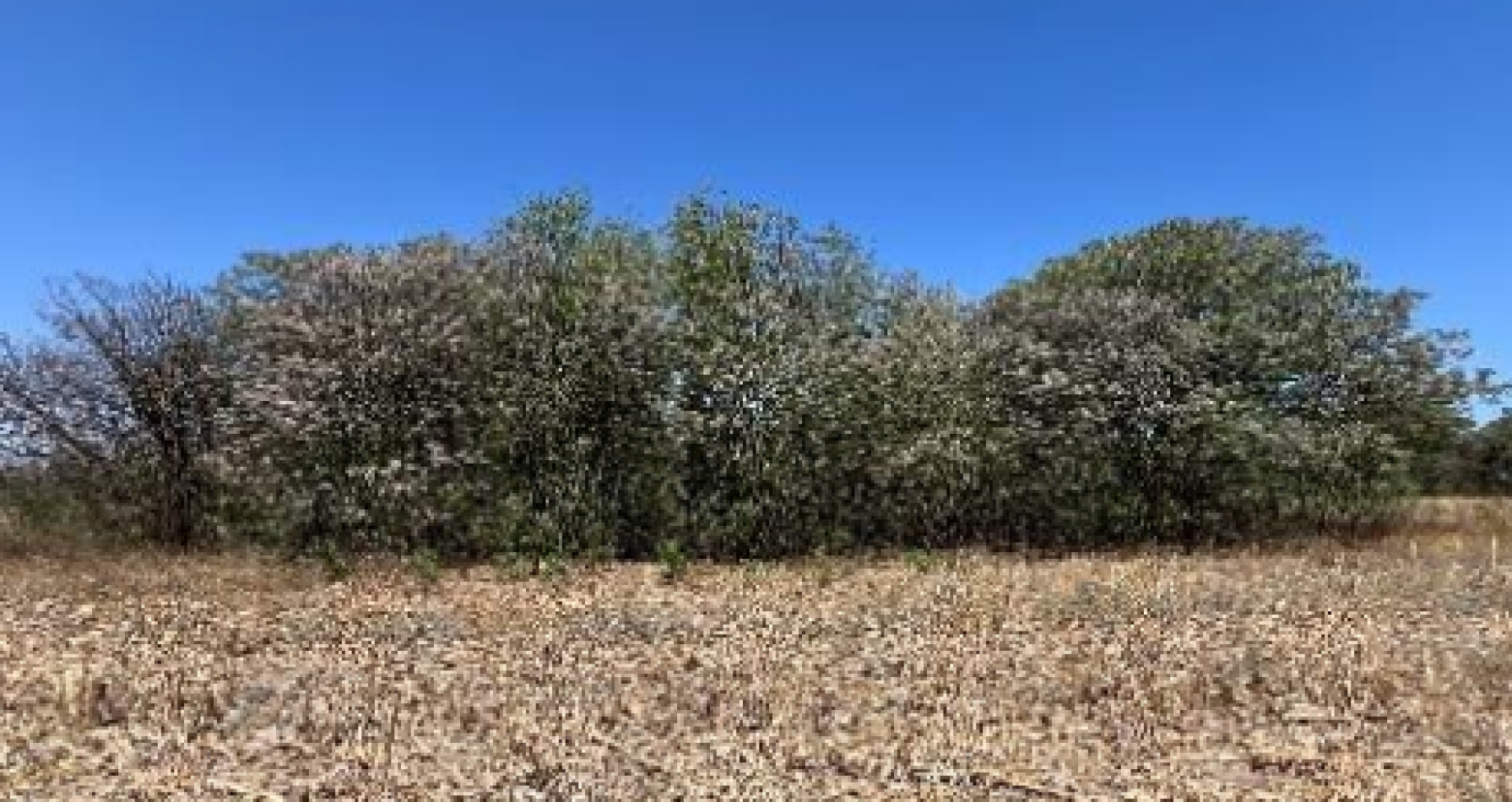 Campo en Colonia Tirolesa