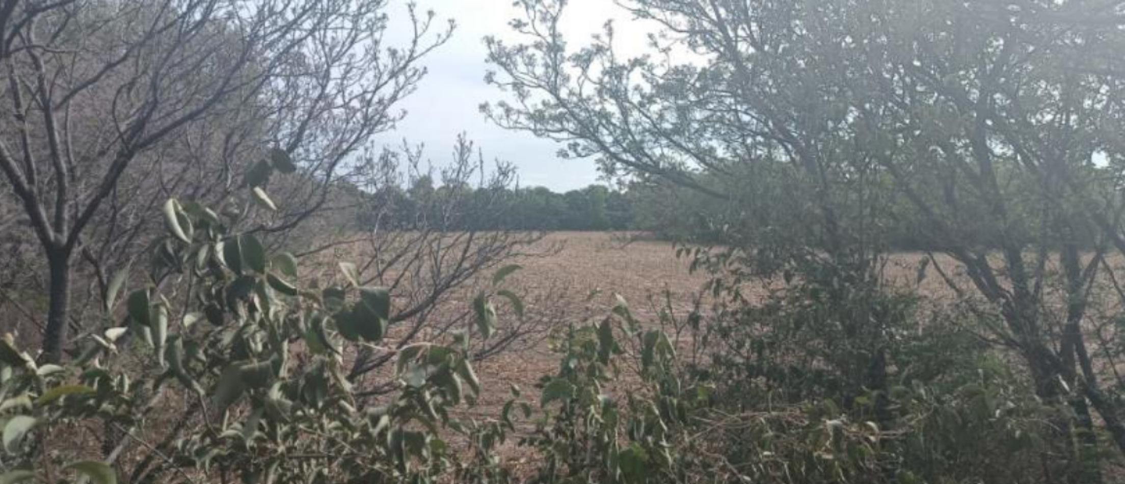 Campo en Colonia Tirolesa