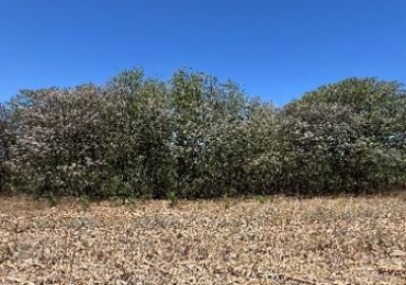 Campo en Colonia Tirolesa
